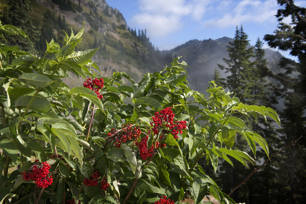 Chinook Pass, Washington.    (c) Richard Karp