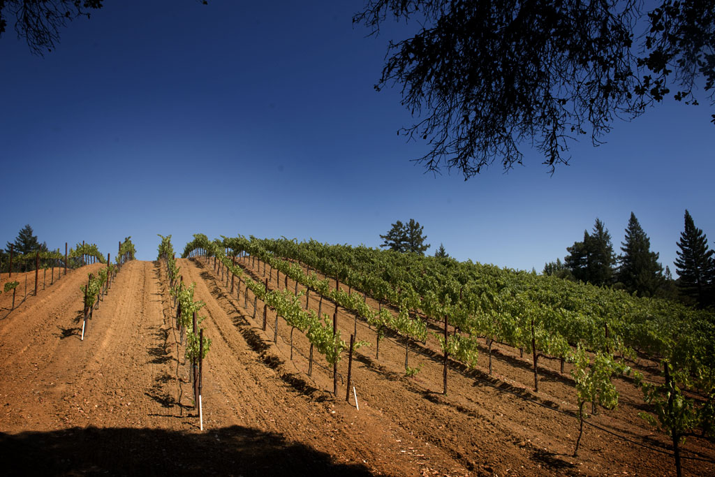 Napa Valley CA     (c) Richard Karp