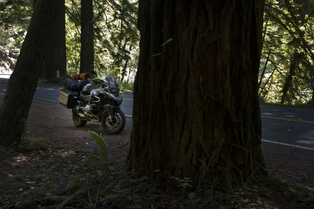 Redwoods in northern California.    (c) Richard Karp