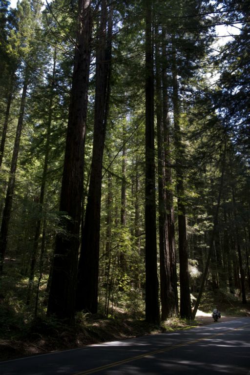 Redwoods in northern California.    (c) Richard Karp