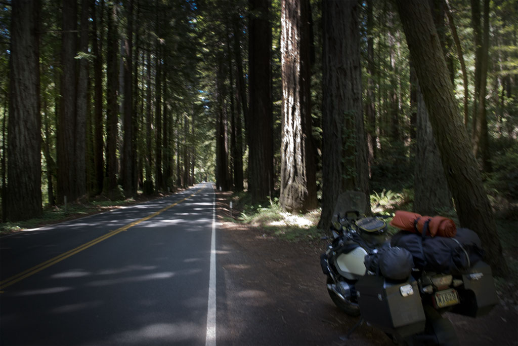 Redwoods in northern California.    (c) Richard Karp