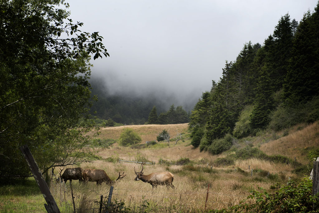 Northern California.    (c) Richard Karp