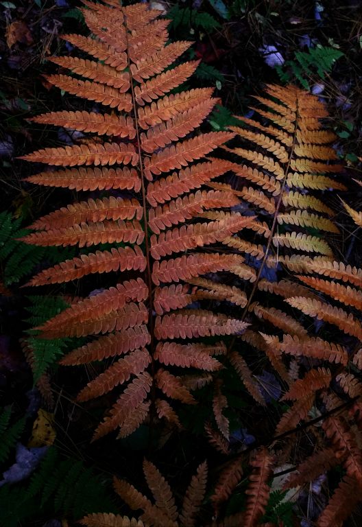 Ferns, Wolf Run Wild Area, Mill Creek    © 2016 Richard Karp