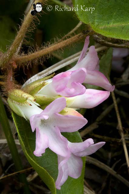 Trailing Arbutus