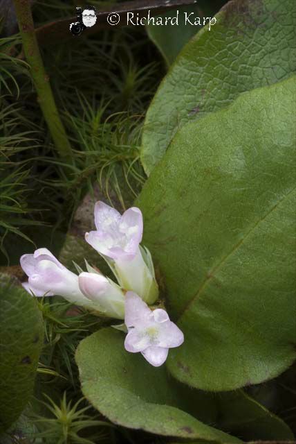 Trailing Arbutus