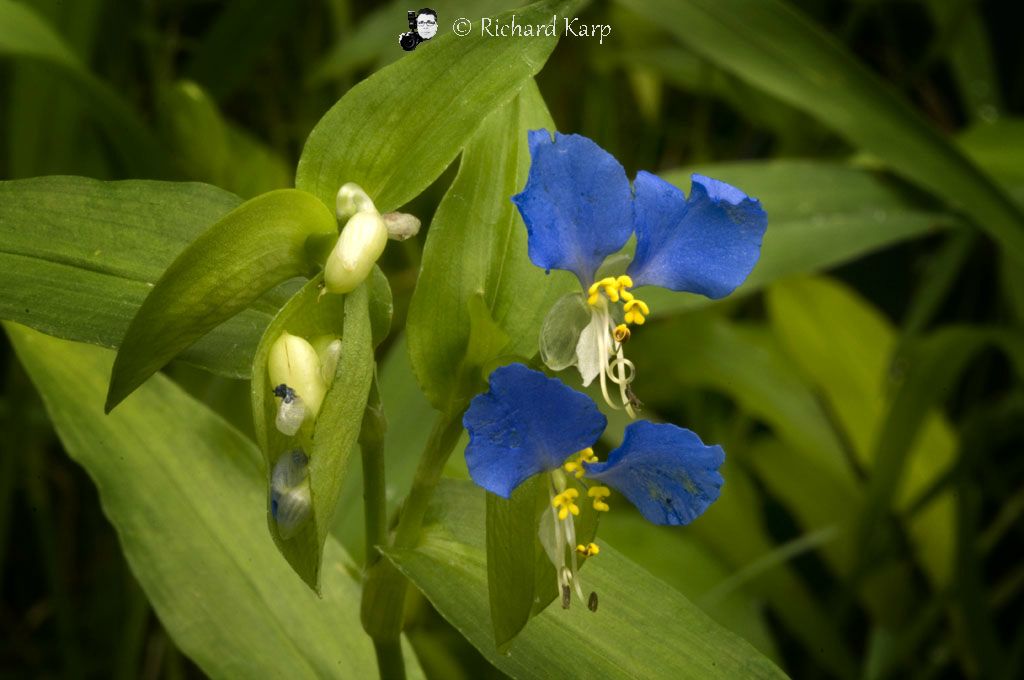 Asiatic Dayflower