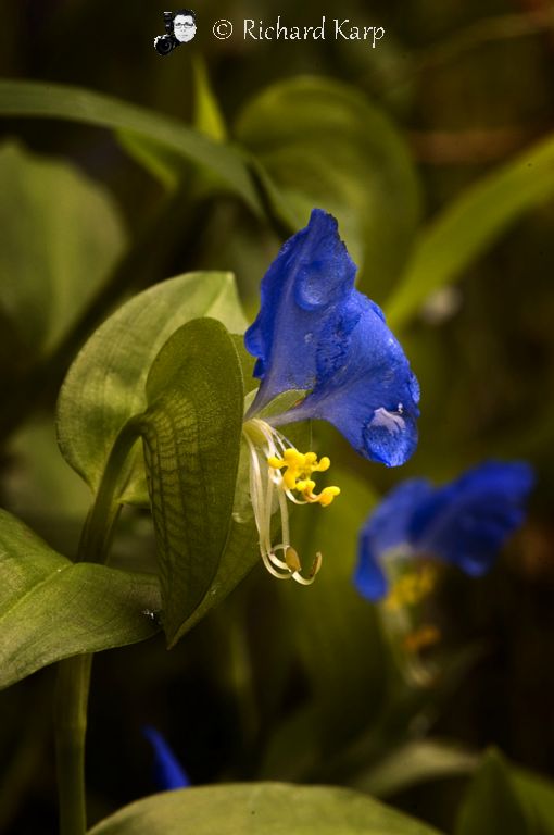 Asiatic Dayflower