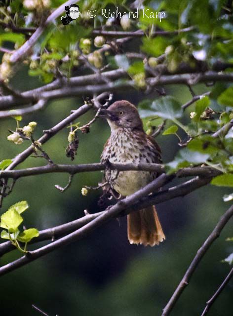 Brown Thrasher, I think