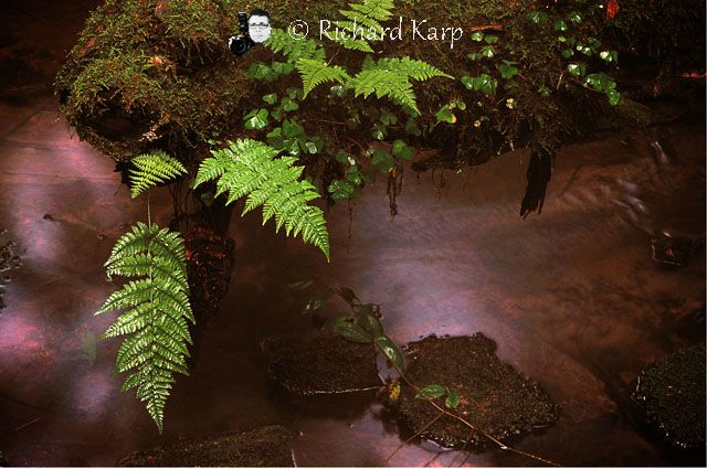 Fern Stream in Moonlight #48, Allegheny National Forest
