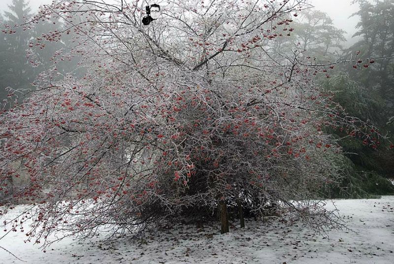 Cardinal House in Snow