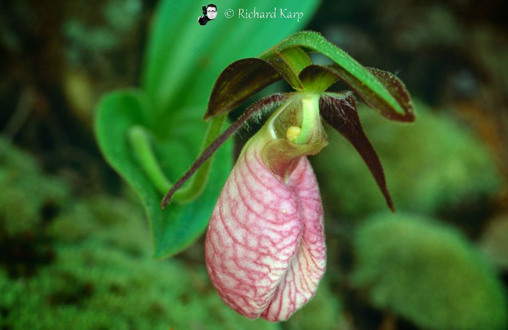 Ladyslipper