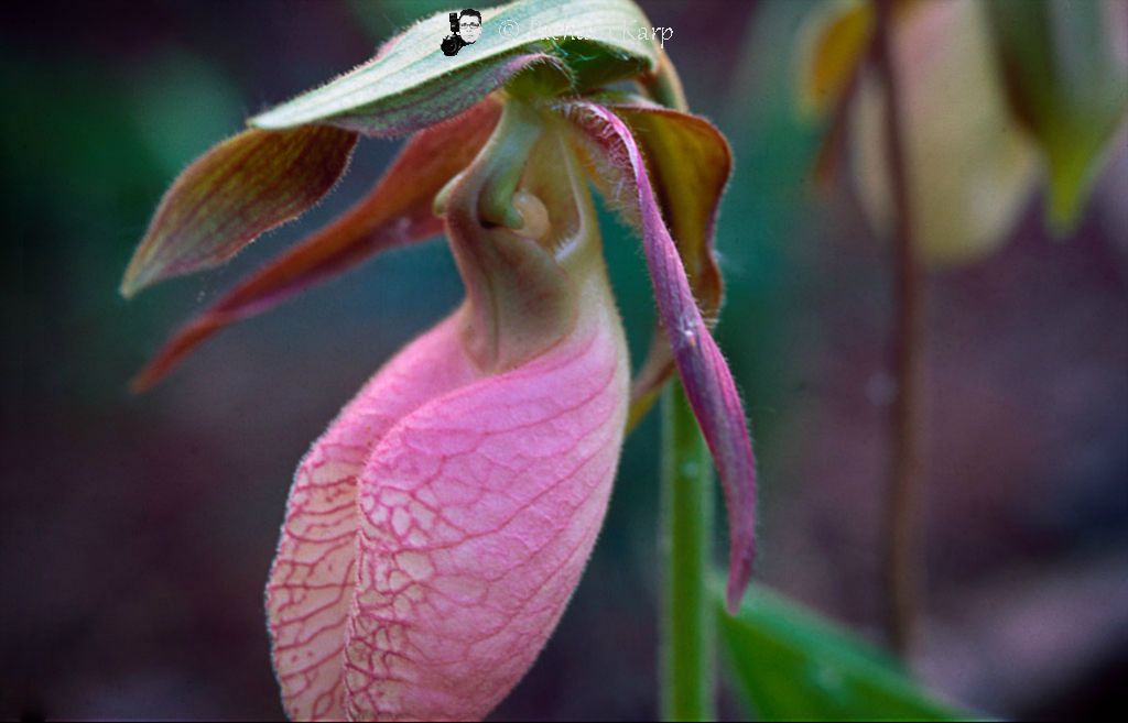 Ladyslipper