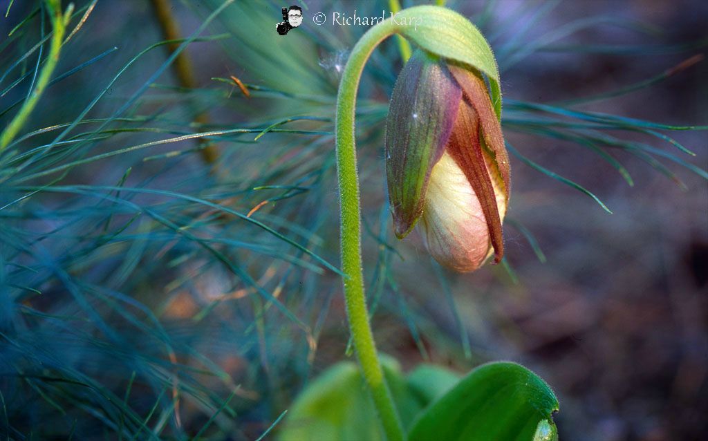 Ladyslipper