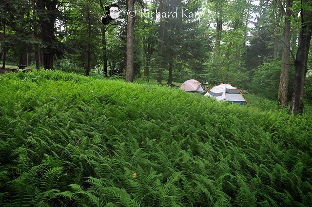 Loleta, Allegheny National Forest