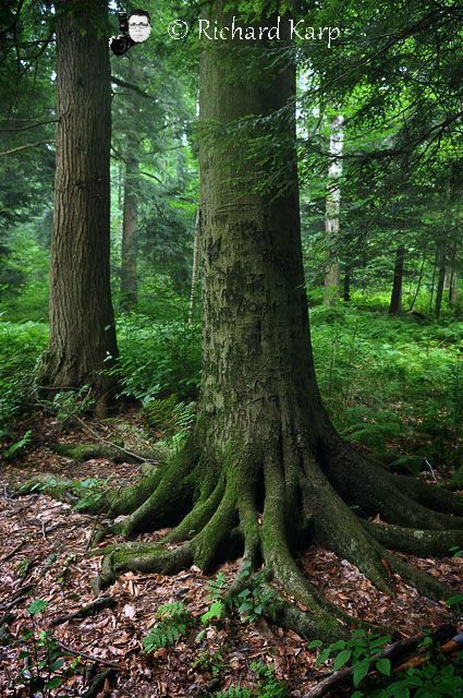 Heart's Content, Allegheny National Forest