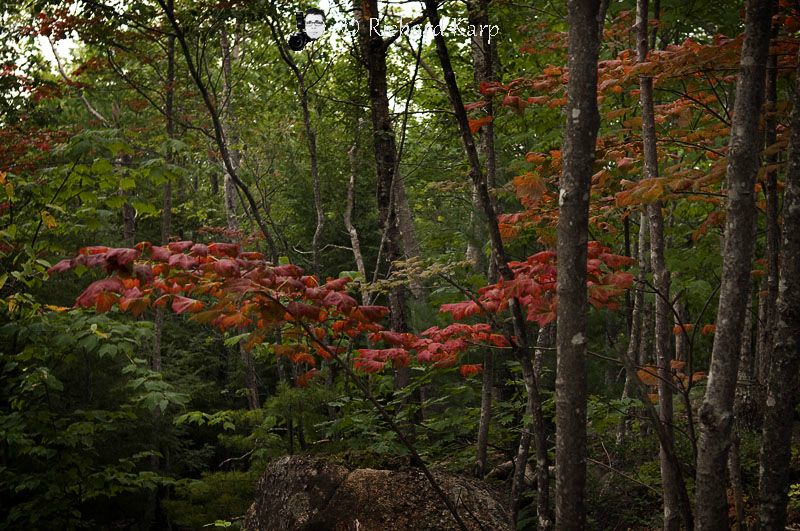 Acadia National Park