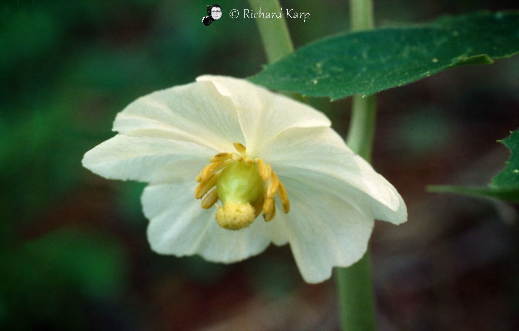 Mayapple