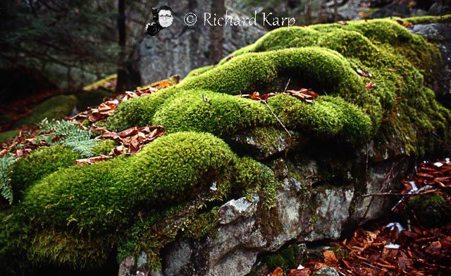 Moss Rocks