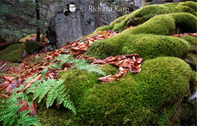 Moss Rocks