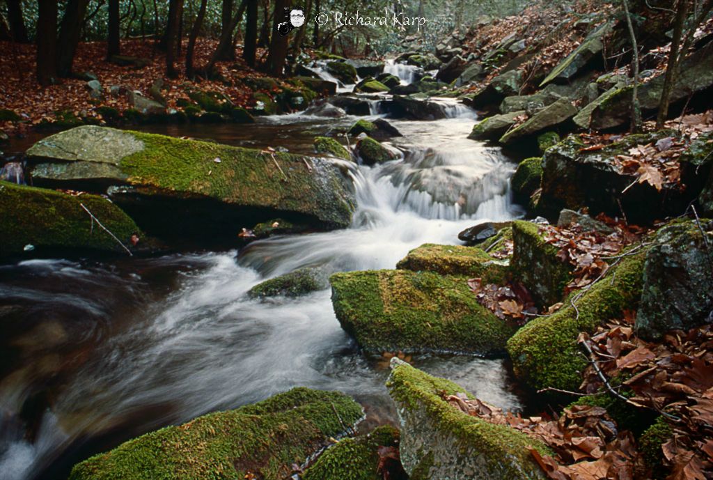 Moss Stream