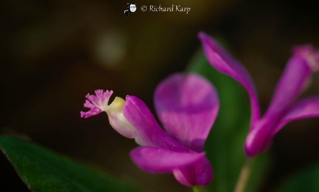 Fringed Polygala