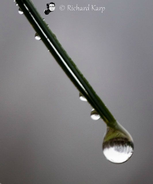 Pine Needle Drop