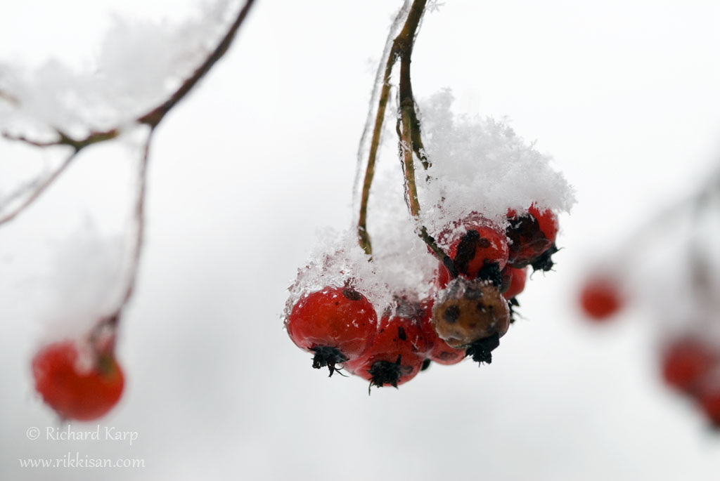 Snow Berries 2007