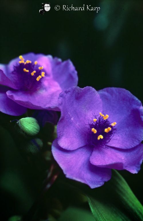 Spiderwort