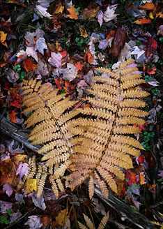 Fading Ferns, Wolf Run Wild Area, Mill Creek    © 2016 Richard Karp