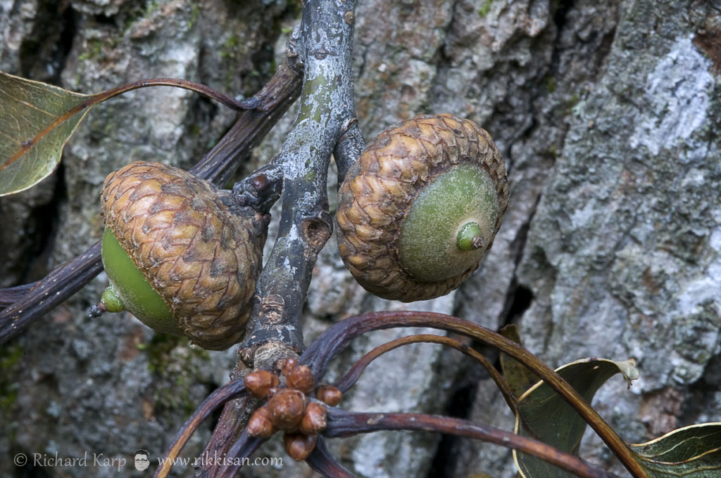 Acorns on Bastress Mountain, 2012