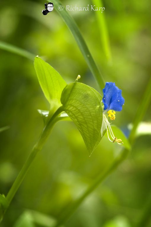 Asiatic Dayflower