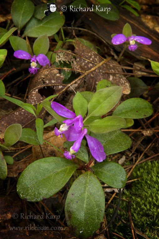 Fringed Polygala