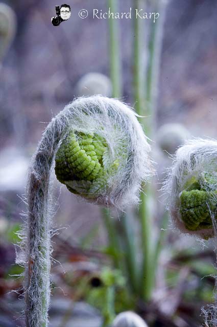 Fern Fronds