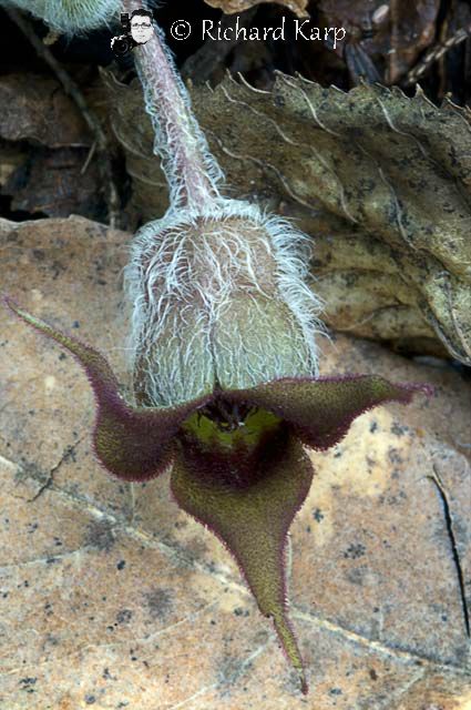 Wild Ginger
