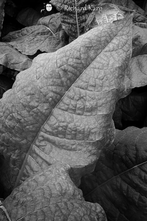 Amish Tobacco, near Eastville