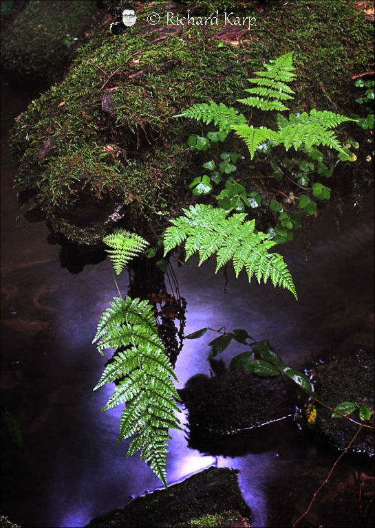 Fern Stream in Moonlight #45, Allegheny National Forest