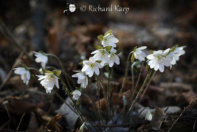 Hepatica