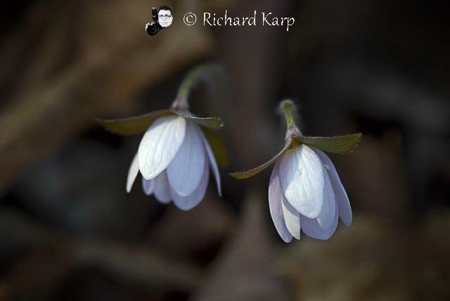 Hepatica