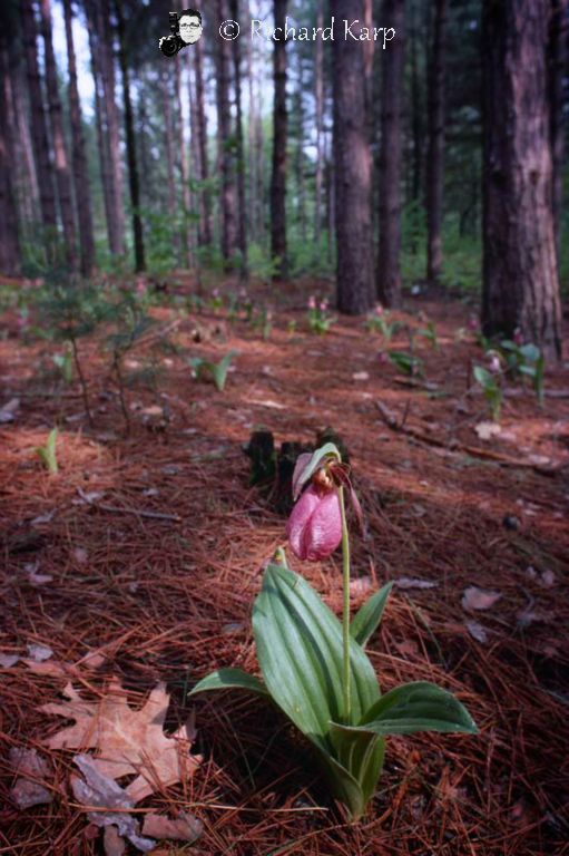 Ladyslippers