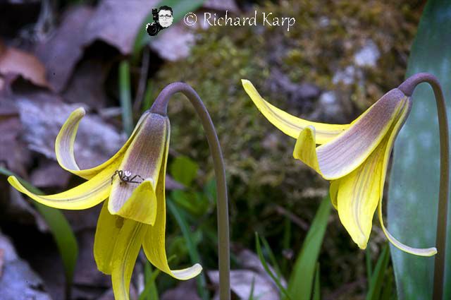 Trout Lilly