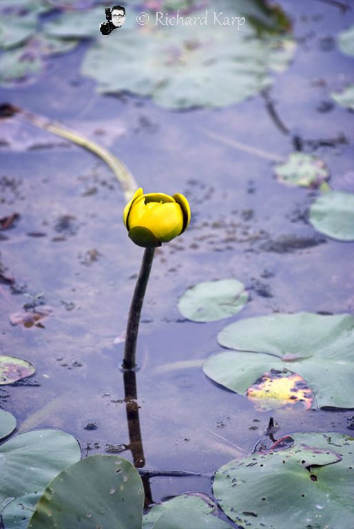 Water Lilly