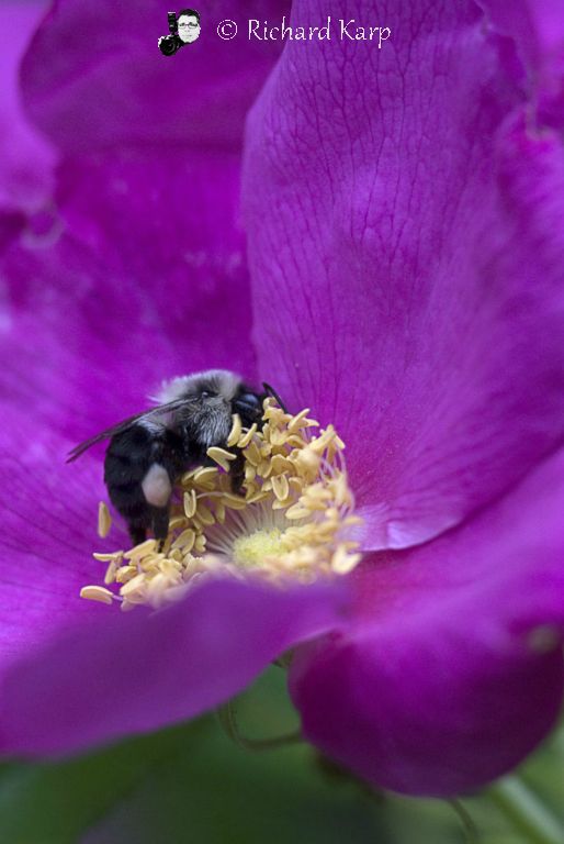 Working the Rose