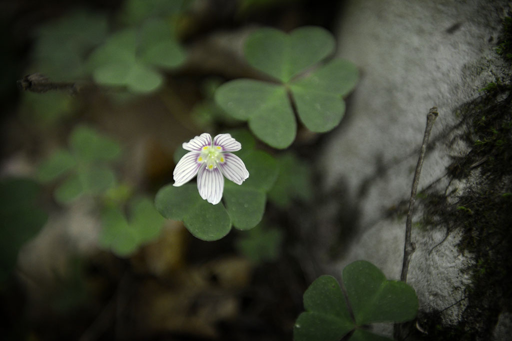 Spring Beauty, Ott Fork 2016