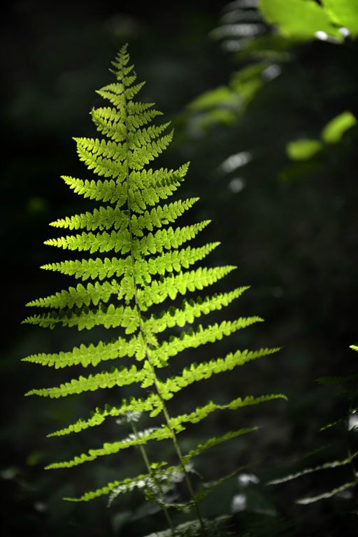 Backlit fern, Ott Fork 2016