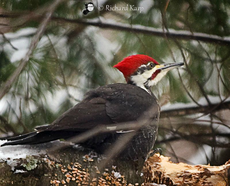 Pileated Pecker