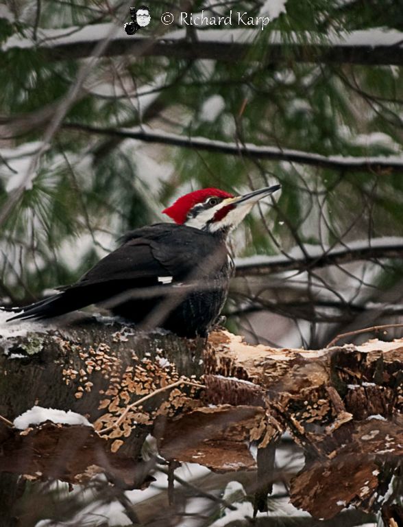 Pileated Pecker