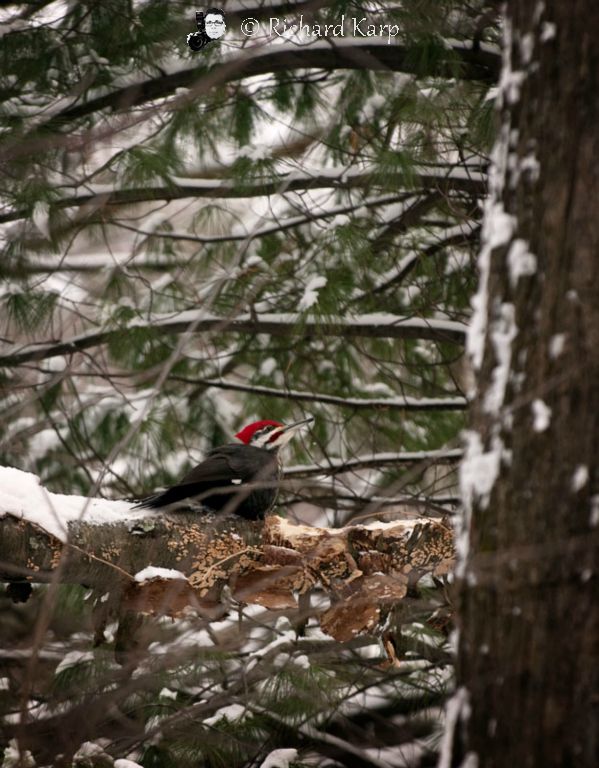 Pileated Pecker