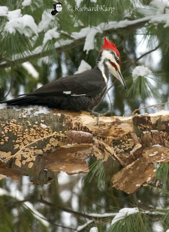 Pileated Pecker