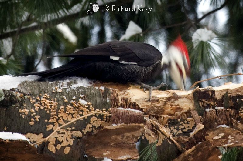 Pileated Pecker