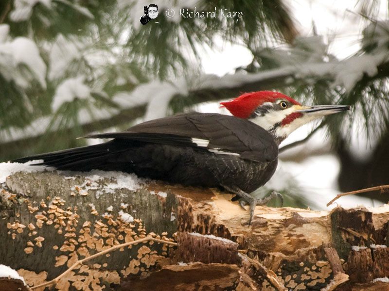 Pileated Pecker